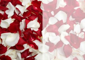 Baileys Print Co Background Card Image Roses Petals